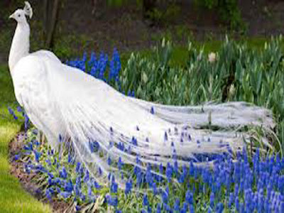 NO4_Cutelovely peacock