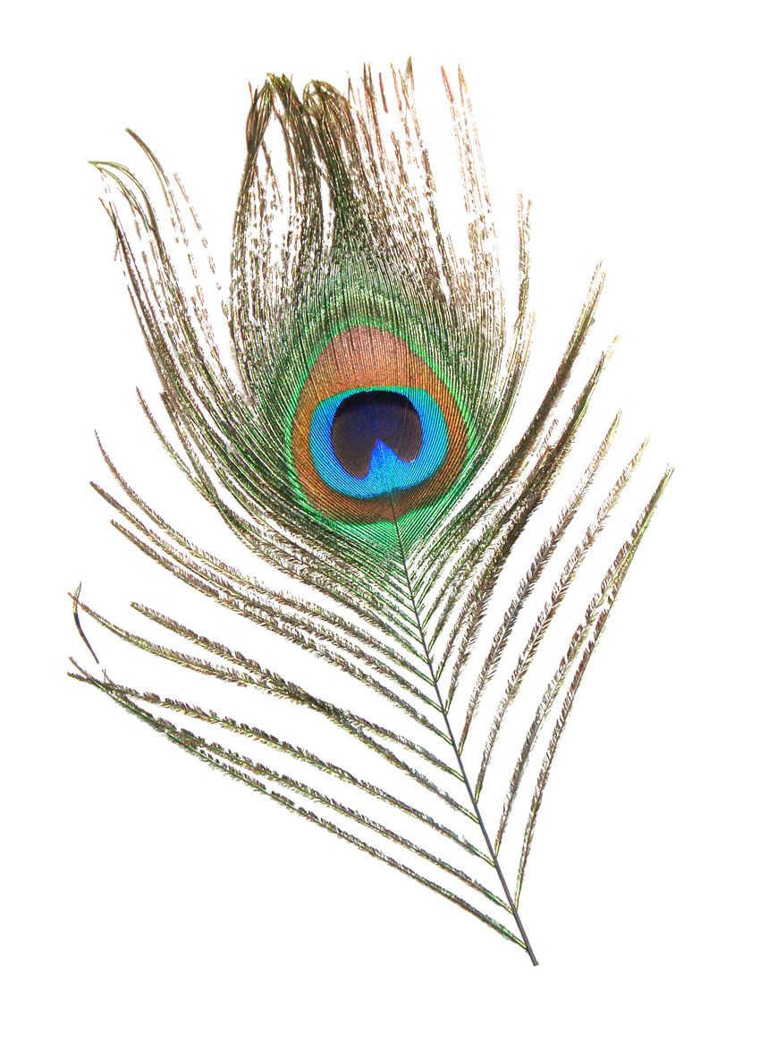 peacock-wing-1113tm-pic-491